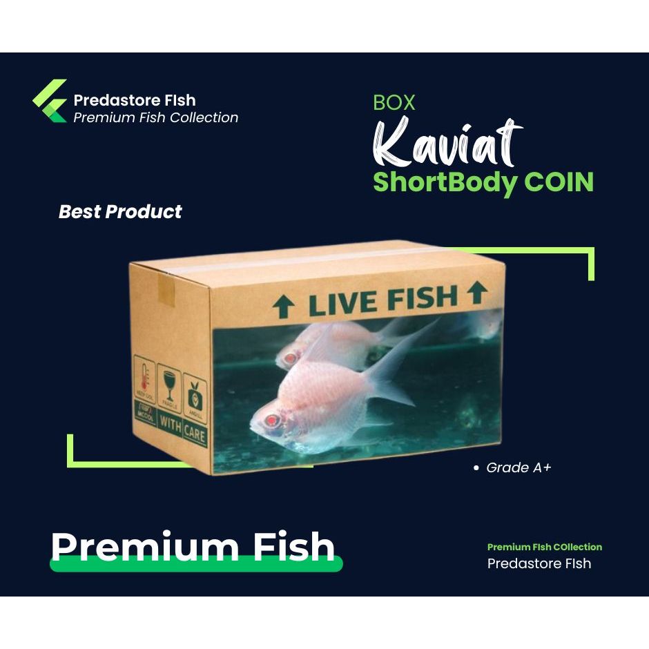 Box Kardus Kaviat Shortbody King Grade A+ Balon Garansi Pengiriman - Rekomendasi