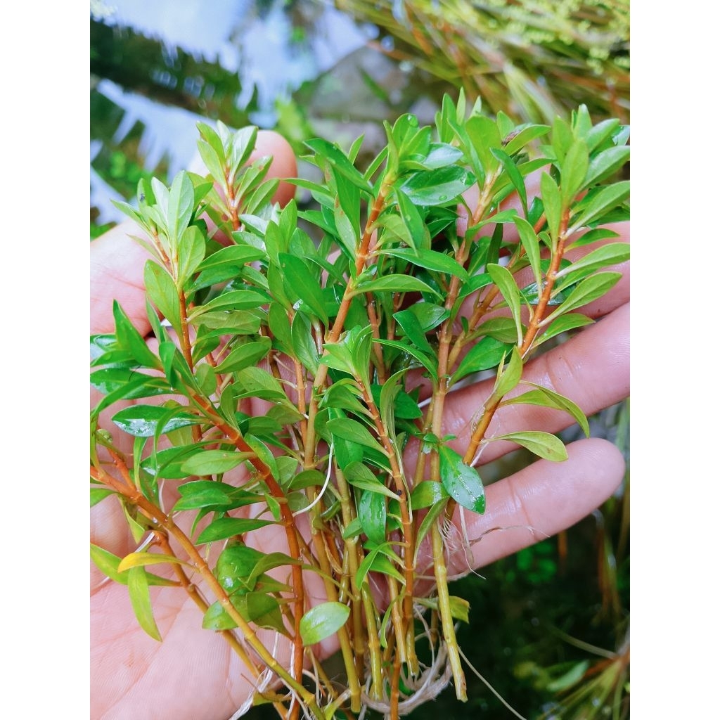 Ludwigia brevipes 30 batang tanaman-aquascape