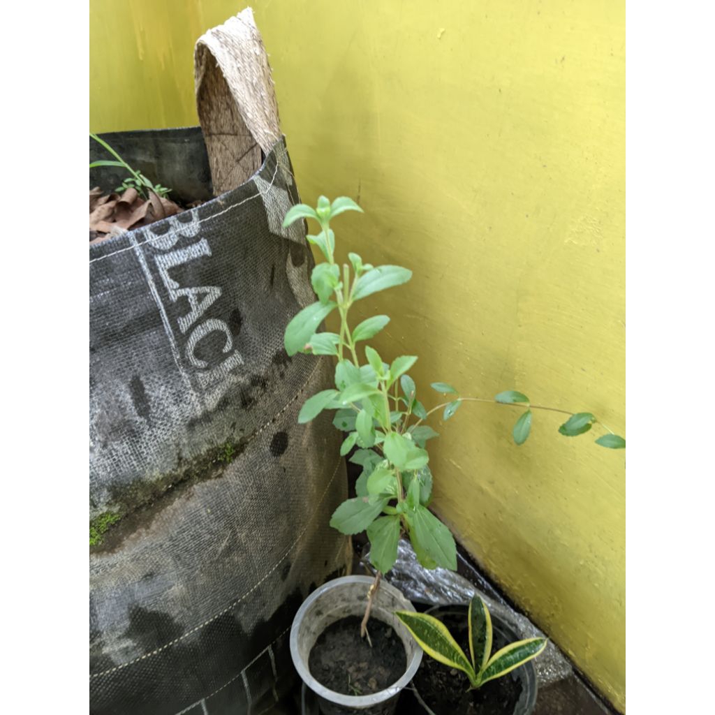 Tanaman stevia
