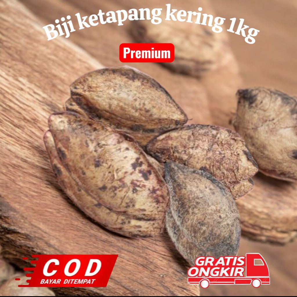 Buah ketapang / biji ketapang kering 1 kg