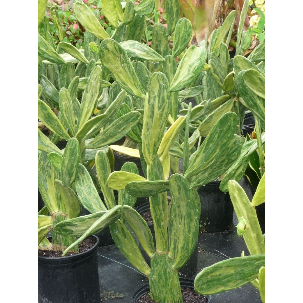 tanaman kaktus centong variegata  (Opuntia cochenillifera)