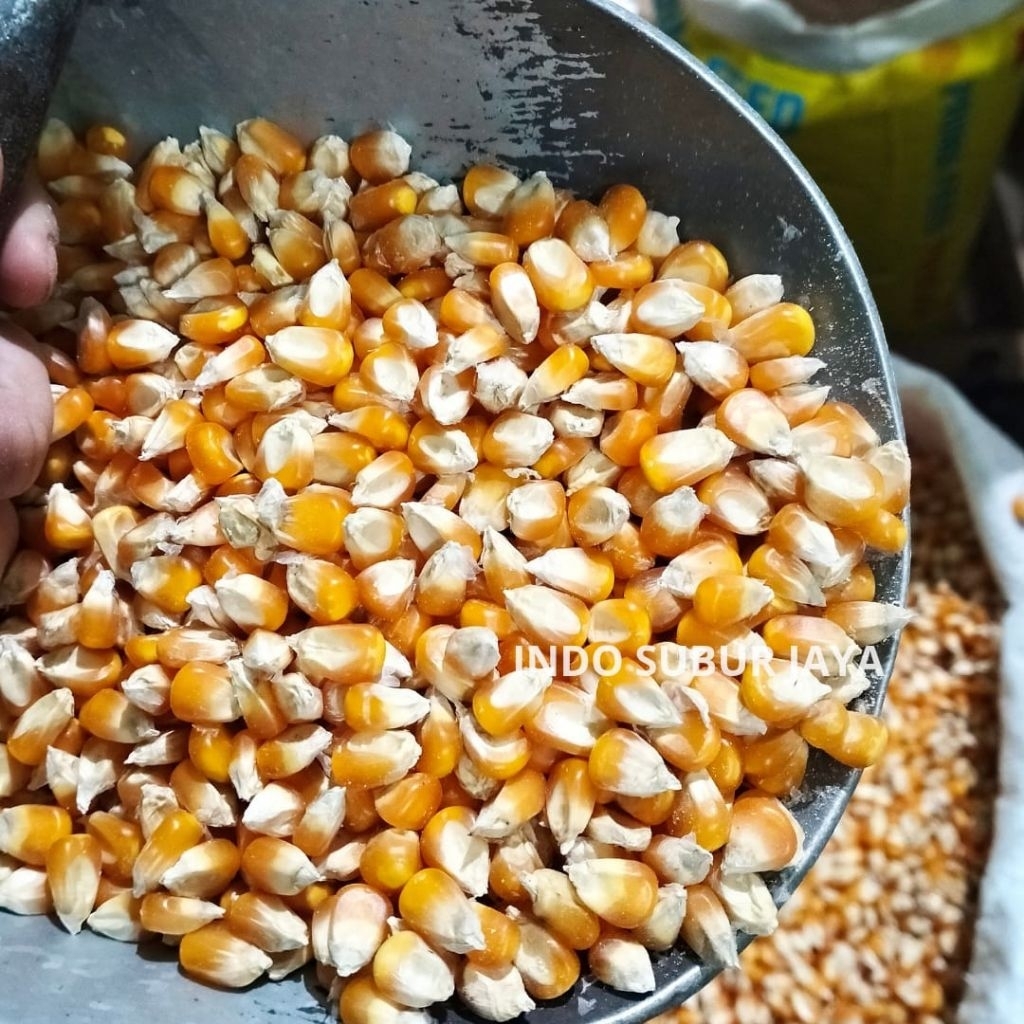 [1 KG] Jagung Ayam Utuh Makanan Ayam
