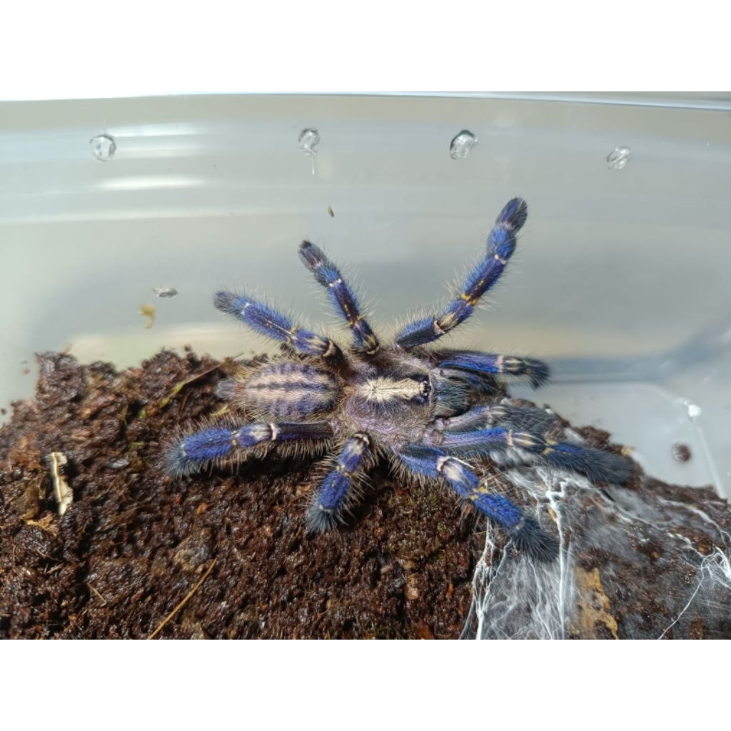 Mainan tarantula poechiloteria Metalica blue 8-9cm
