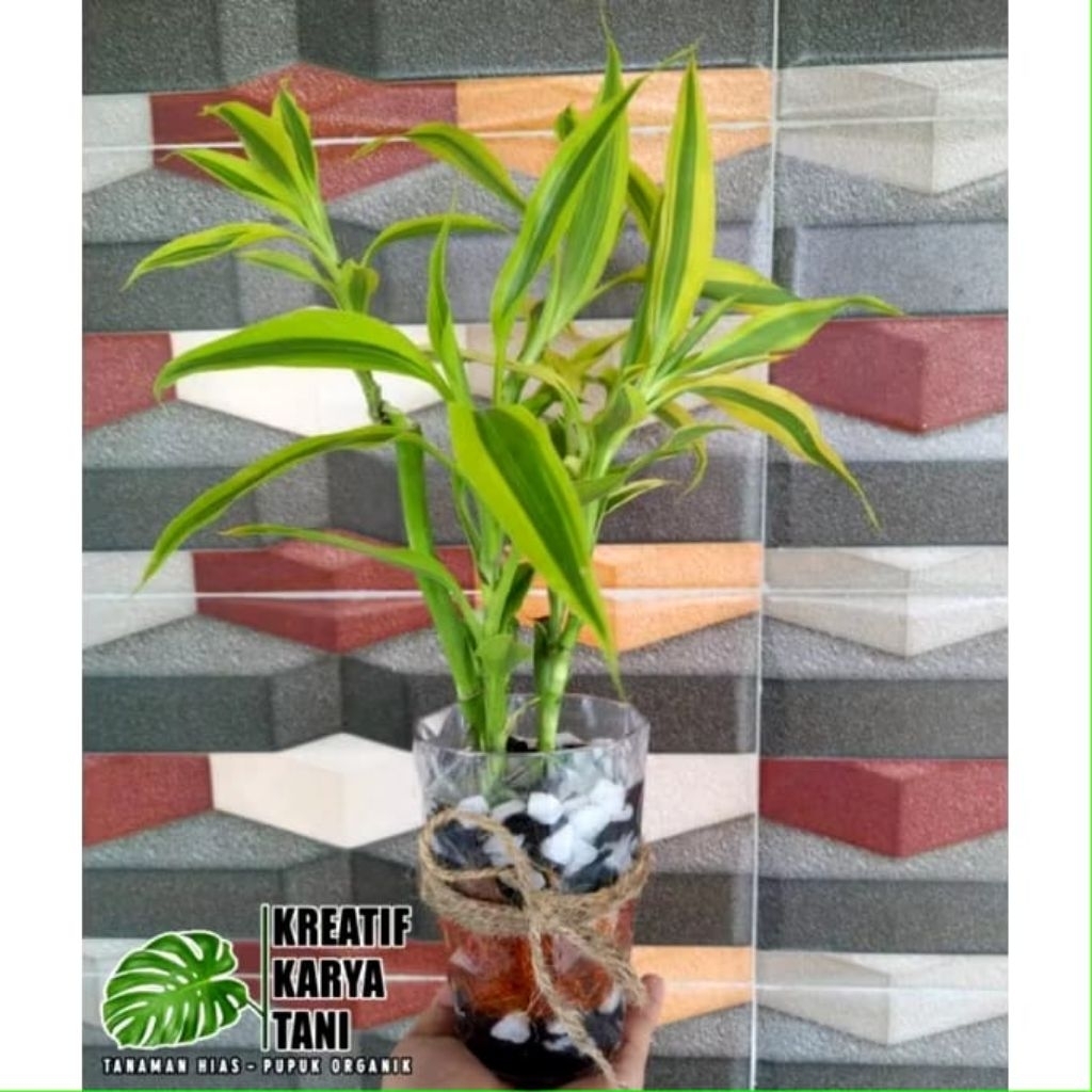 Bambu Hoki Golden Tanaman Hidup Di Air - Bambu Hoki Golden