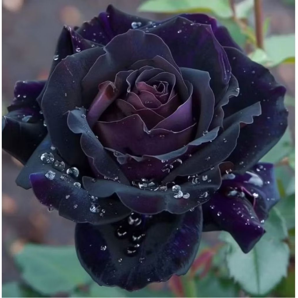 Tanaman Hias Bunga Mawar Import - Tanaman Bunga Mawar Langka - Bunga Hitam Doop