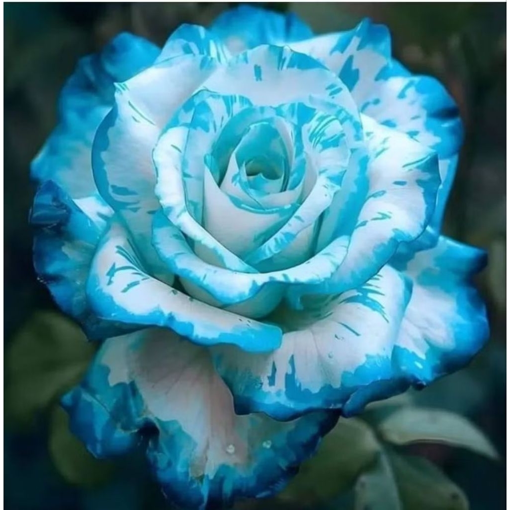 Tanaman Hias Bunga Mawar Import - Tanaman Bunga Mawar Langka - Bunga Putih Biru