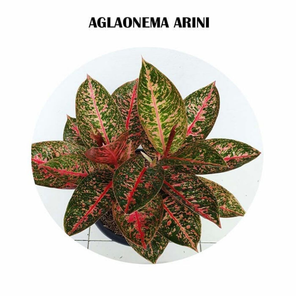 bibit "bonggol" aglonema arini - tanaman hias