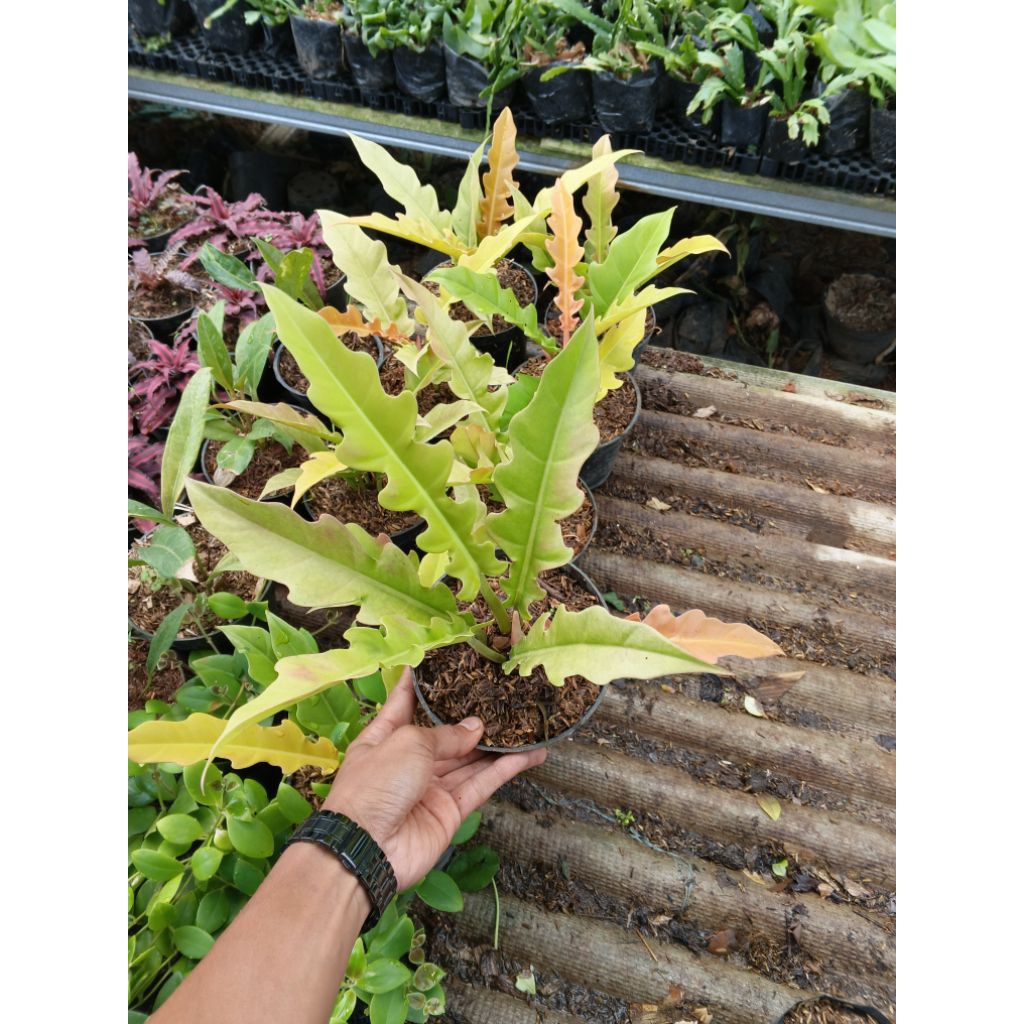 Tanaman Hias Philodendron Golden Saw - Philo Ring Of Fire Golden - Philo Gergaji Golden
