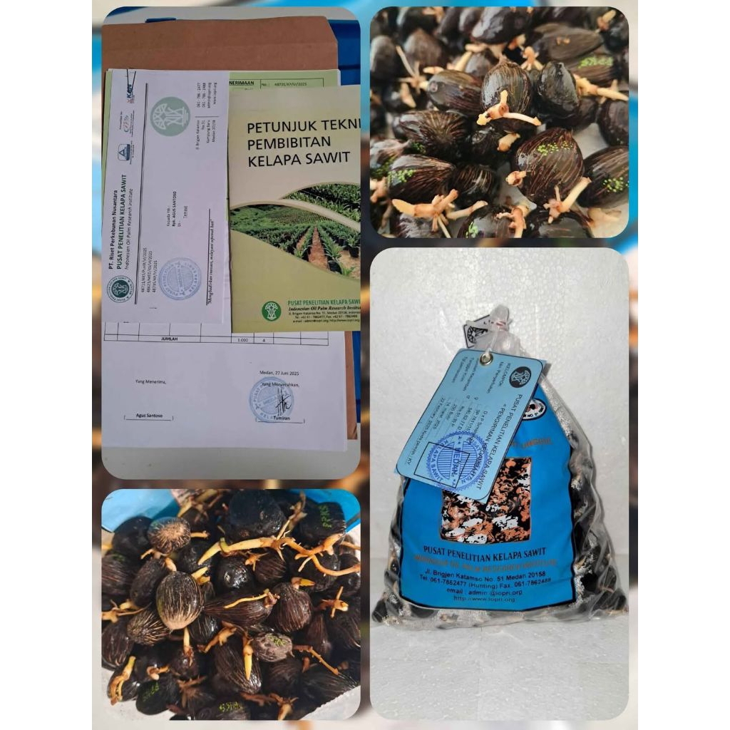 Benih Sawit Unggul PPKS SIMALUNGUN original bersertifikat