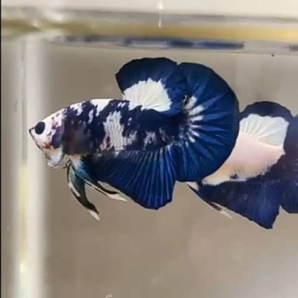 plakat panda blue rim