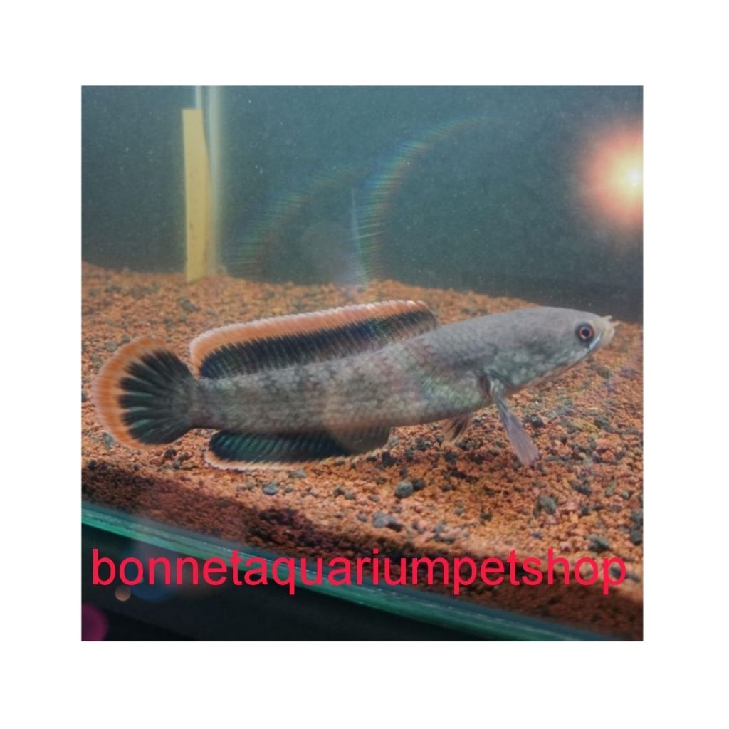 IKAN HIAS CHANA LIMBATA PREDATOR AQUARIUM ONLY INSTAN