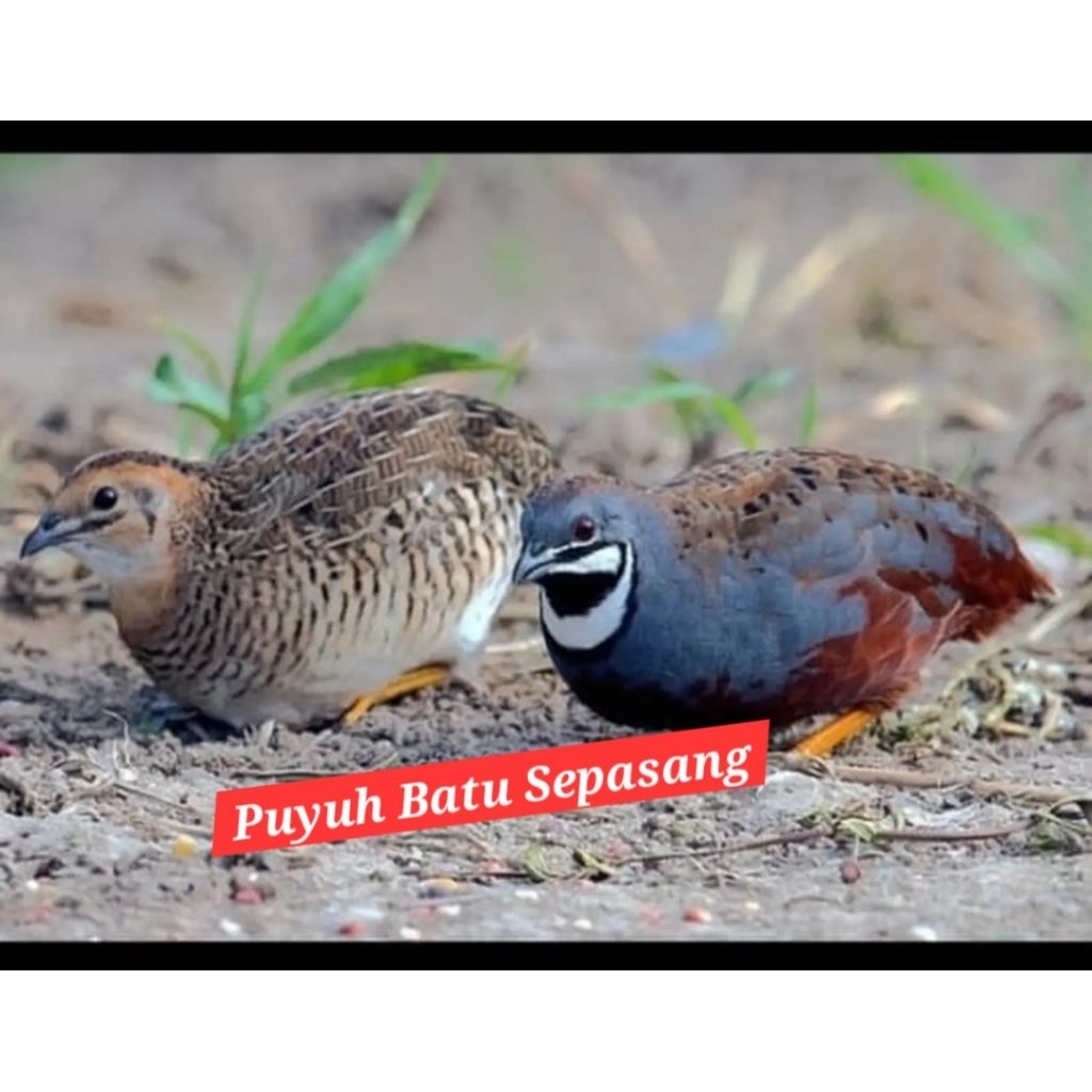 puyuh batu sepasang original
