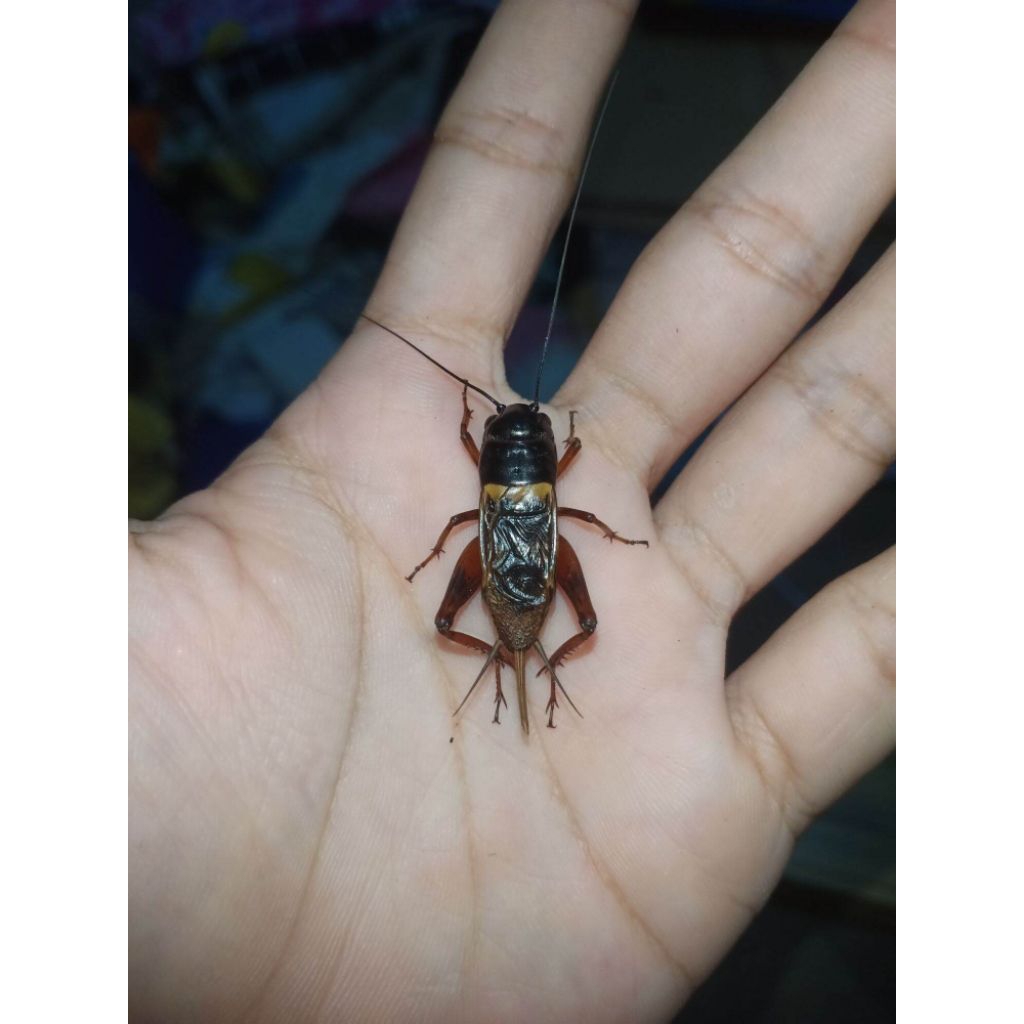 Paket 13 ekor jangkrik ukuran 345 jangkrik murah jangkrik SD jangkrik masteran burung