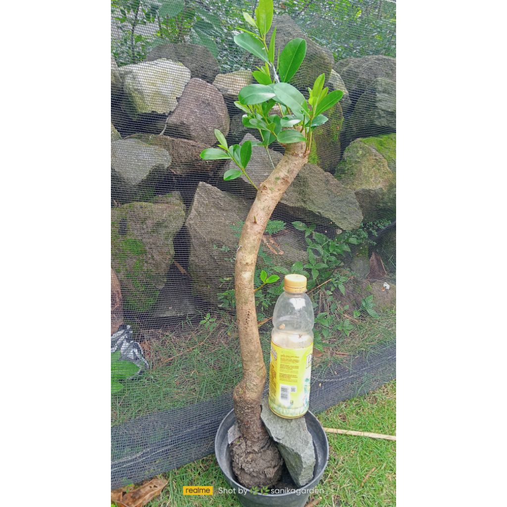 POHON DUWET/JUWET BUAH HITAM DONGKELAN