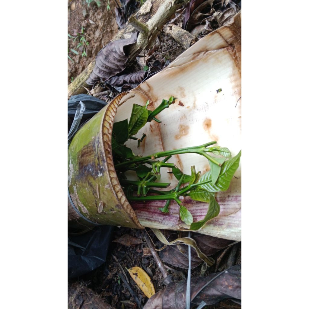 entres kopi kpon bagio