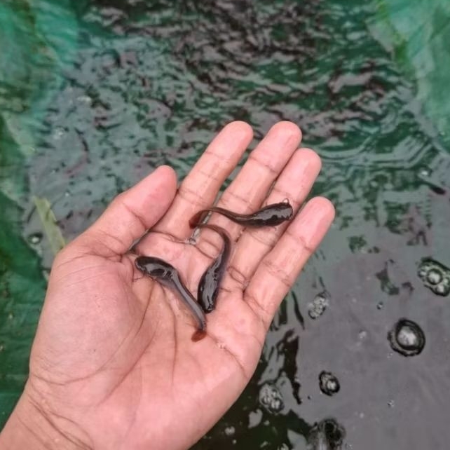 plastik bibit ikan lele 4/5 unggulan paket 50 pcs