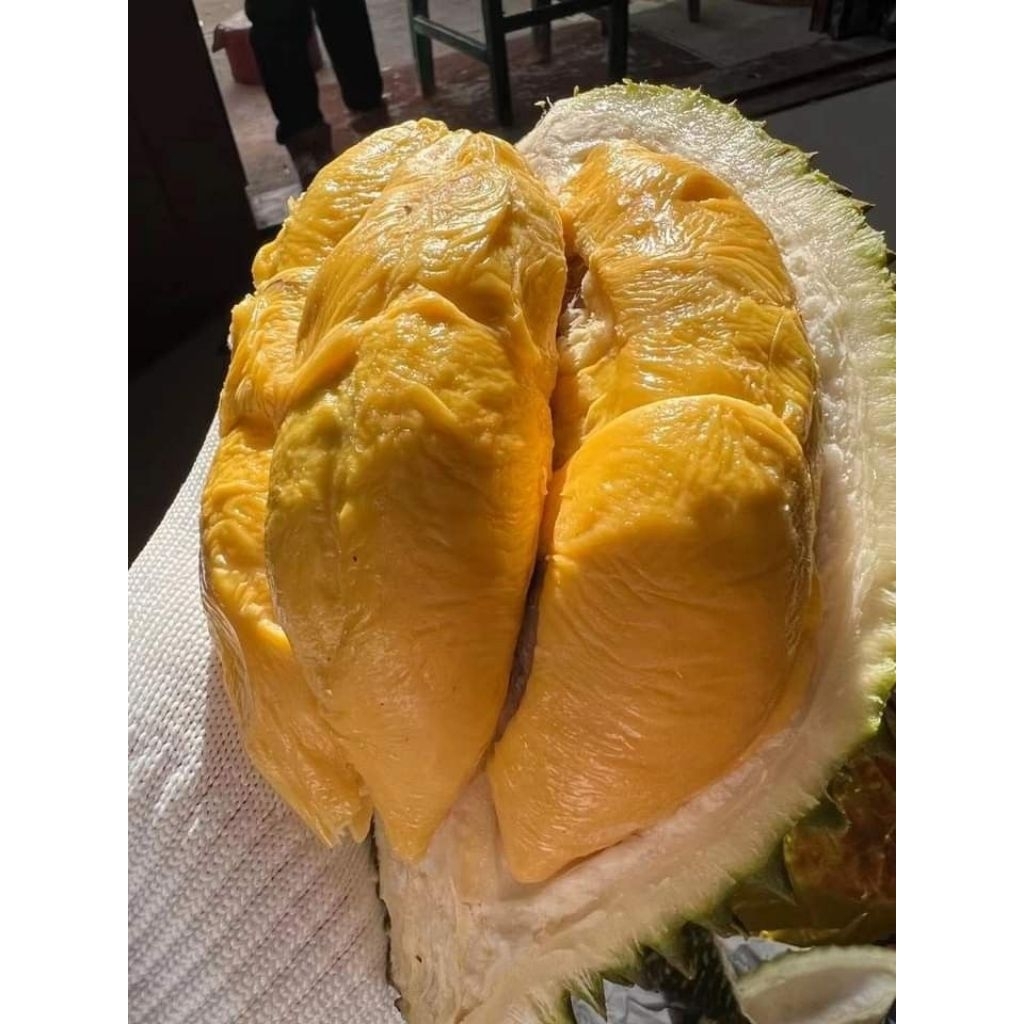 Bibit Durian Bintan Okulasi Murah/Bibit Durian Bintan Okulasi