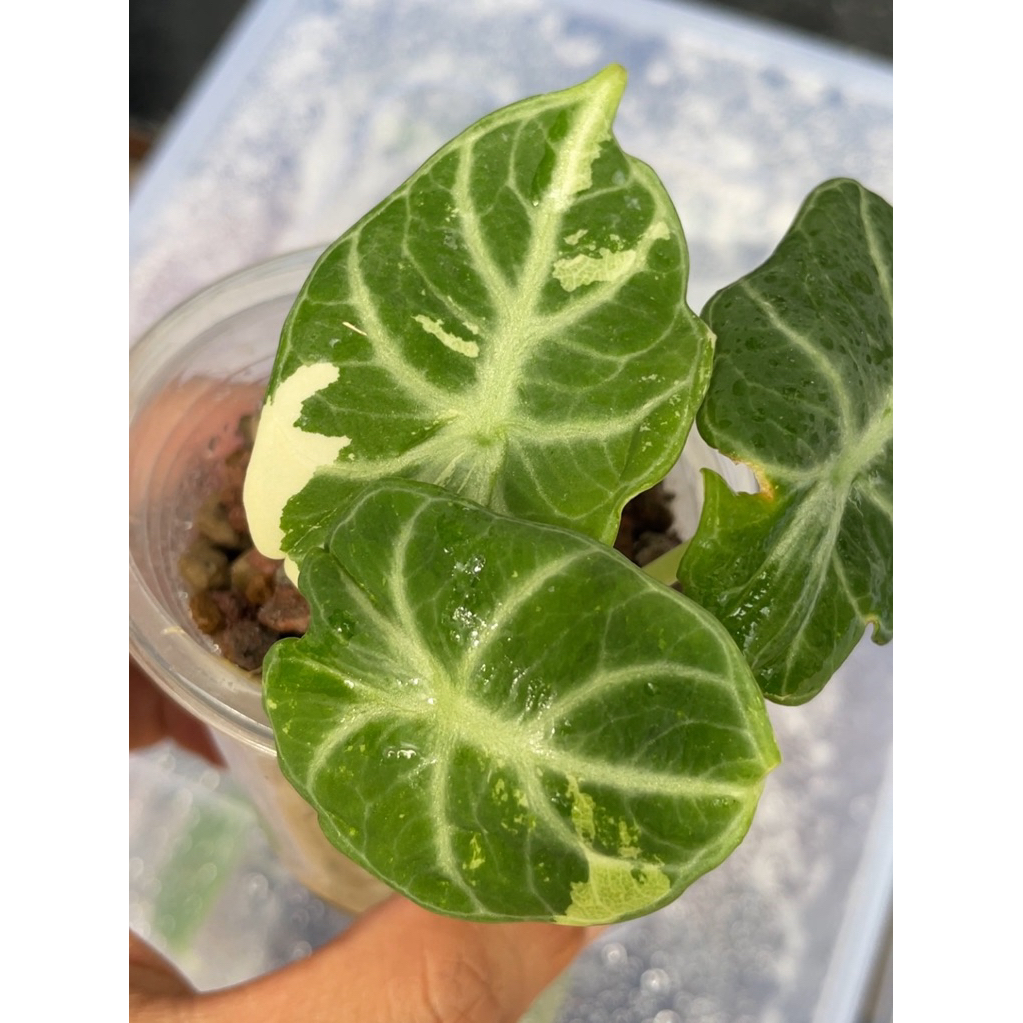 ALOCASIA NINJA VARIEGATED