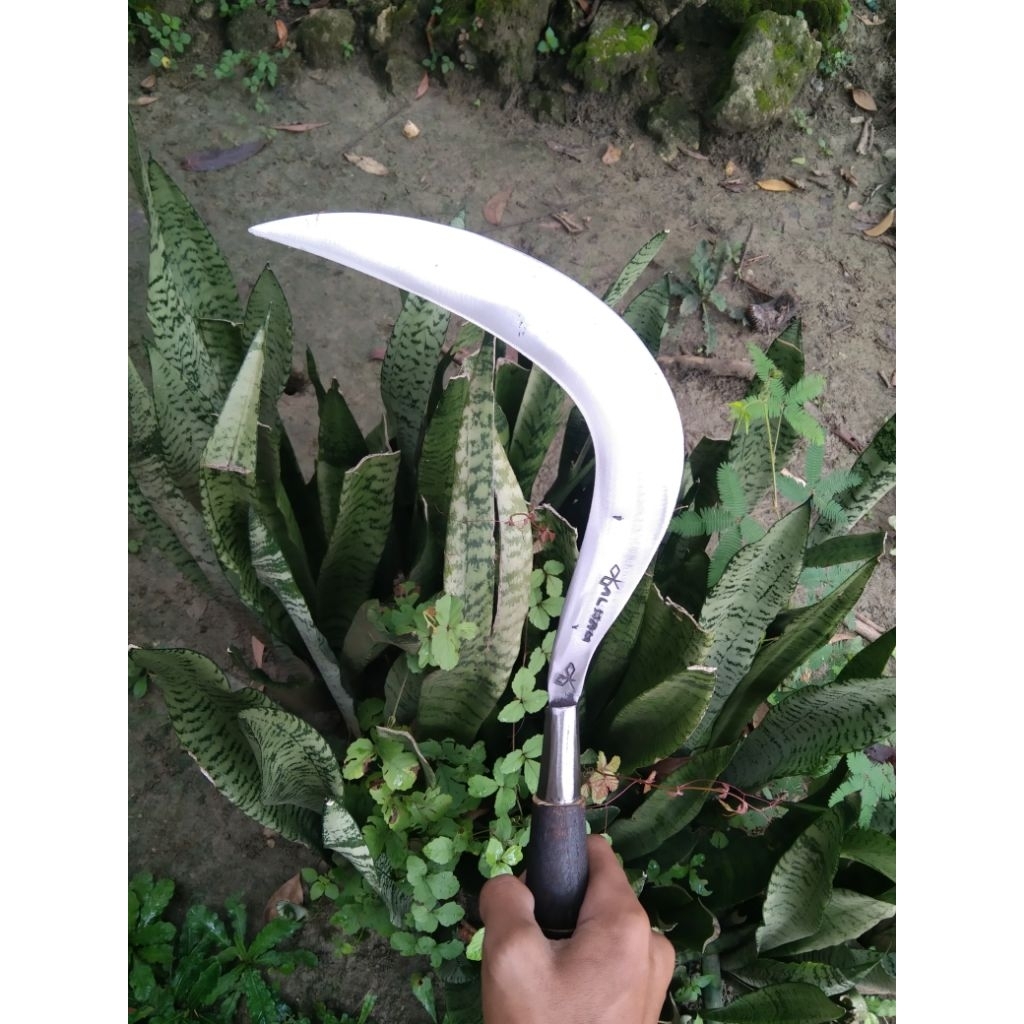 sabit rumput ranting asli baja