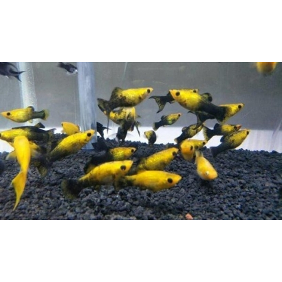 ikan hias molly golden black