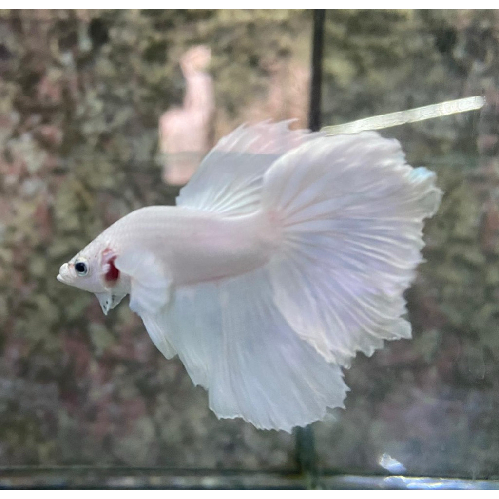 Halfmoon dumbo ear white platinum