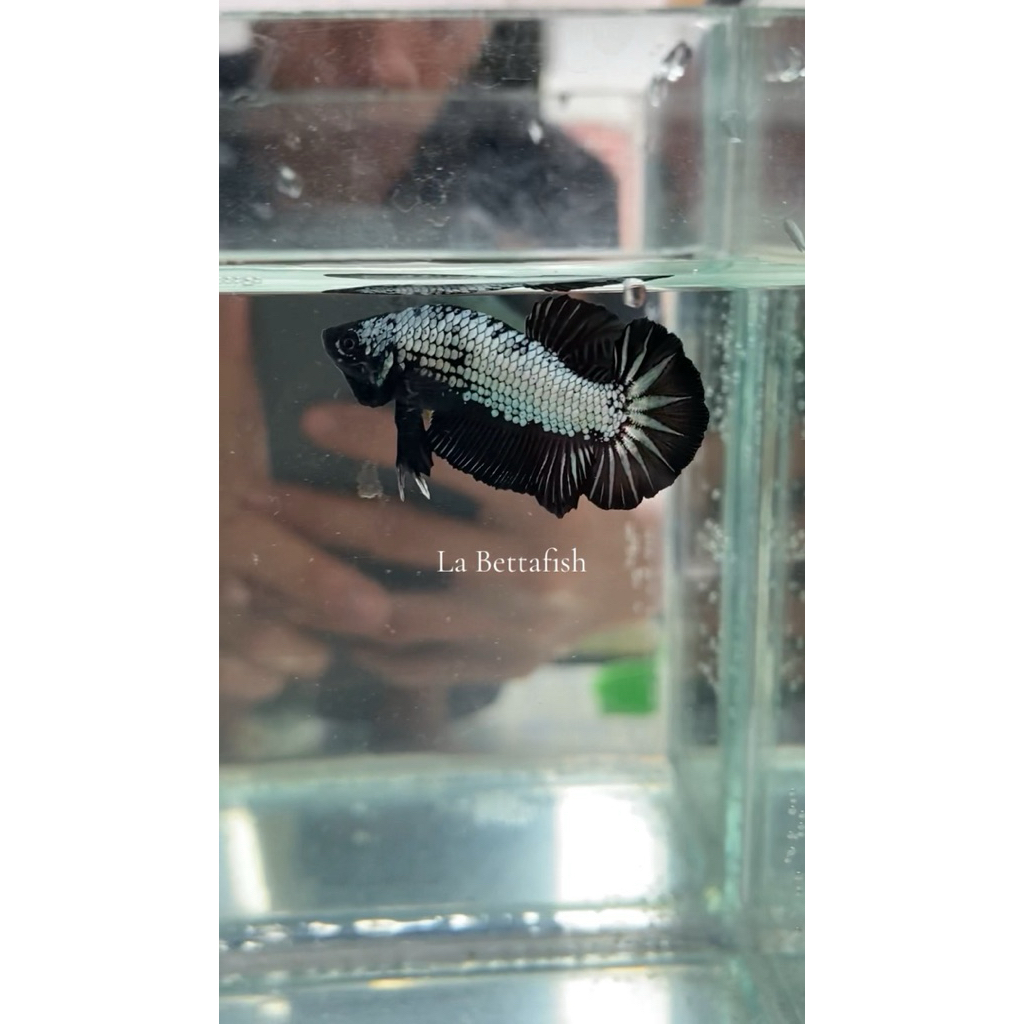 Hiasan Aquarium / Cupang / Ikan Cupang