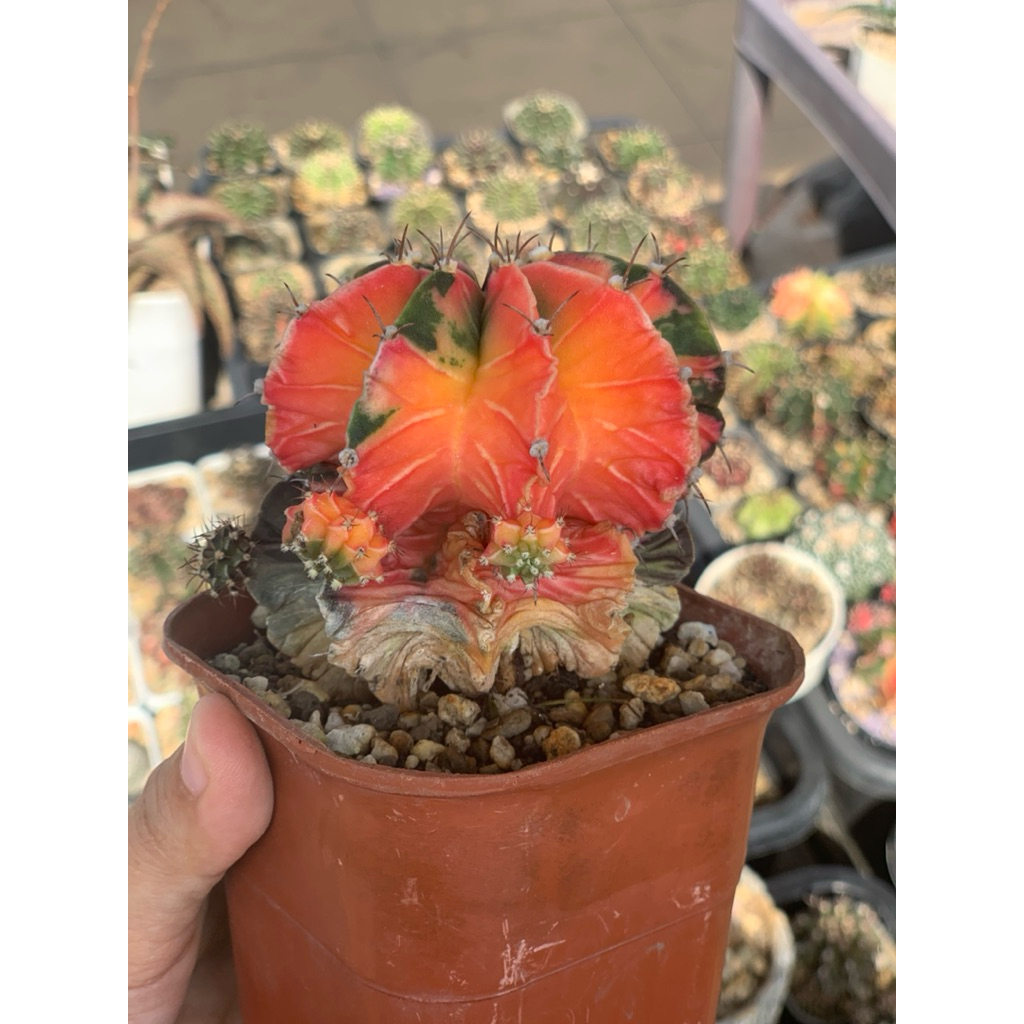 Gymno starfire gymnocalycium mihanovichii star fire milo kaktus