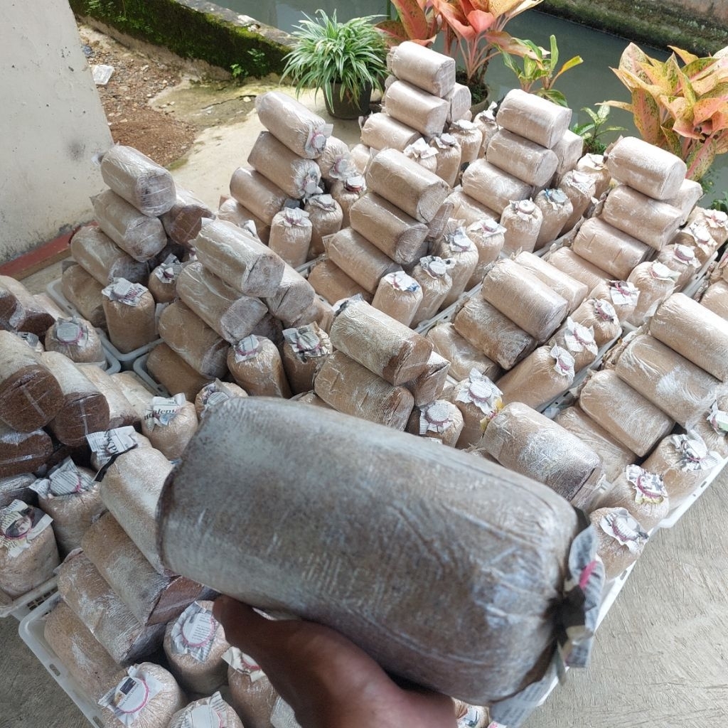 baglog jamur tiram coklat