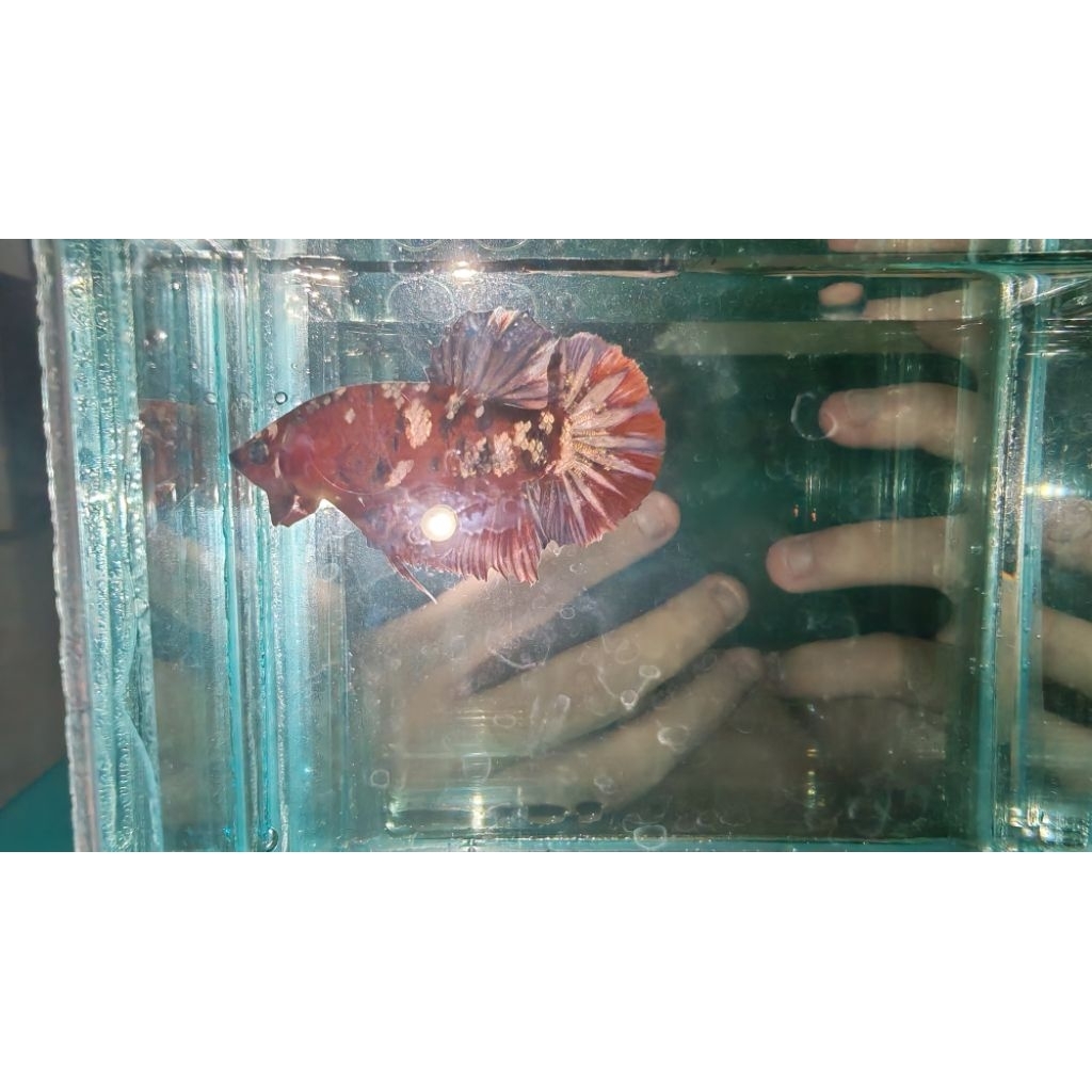 Cupang Plakat Red Koi Cooper (indukan)