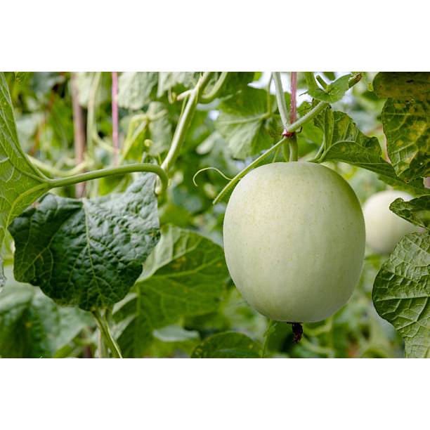 TABUR BENIH BUAH MELON MADU PUTIH