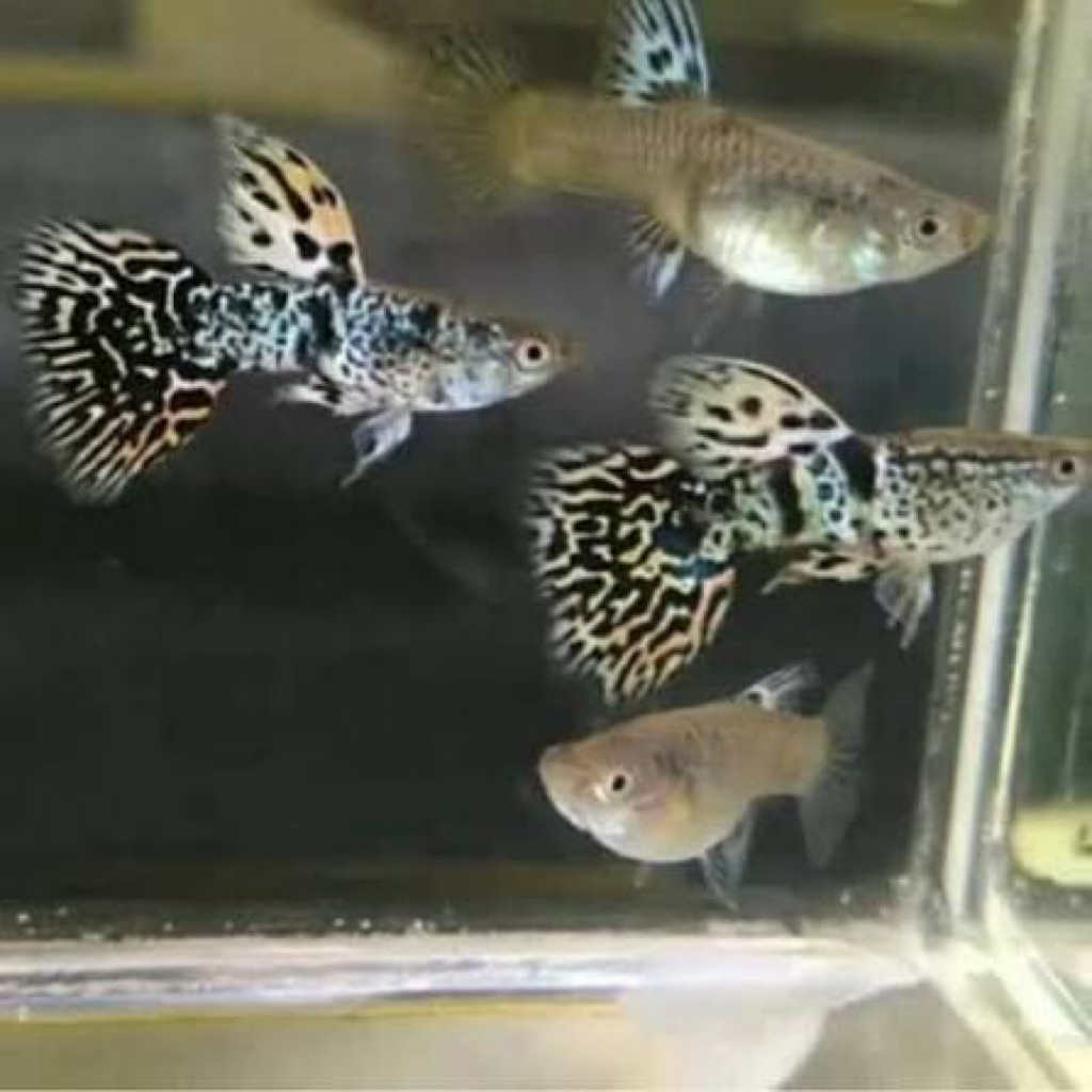 sepasang guppy ytkc