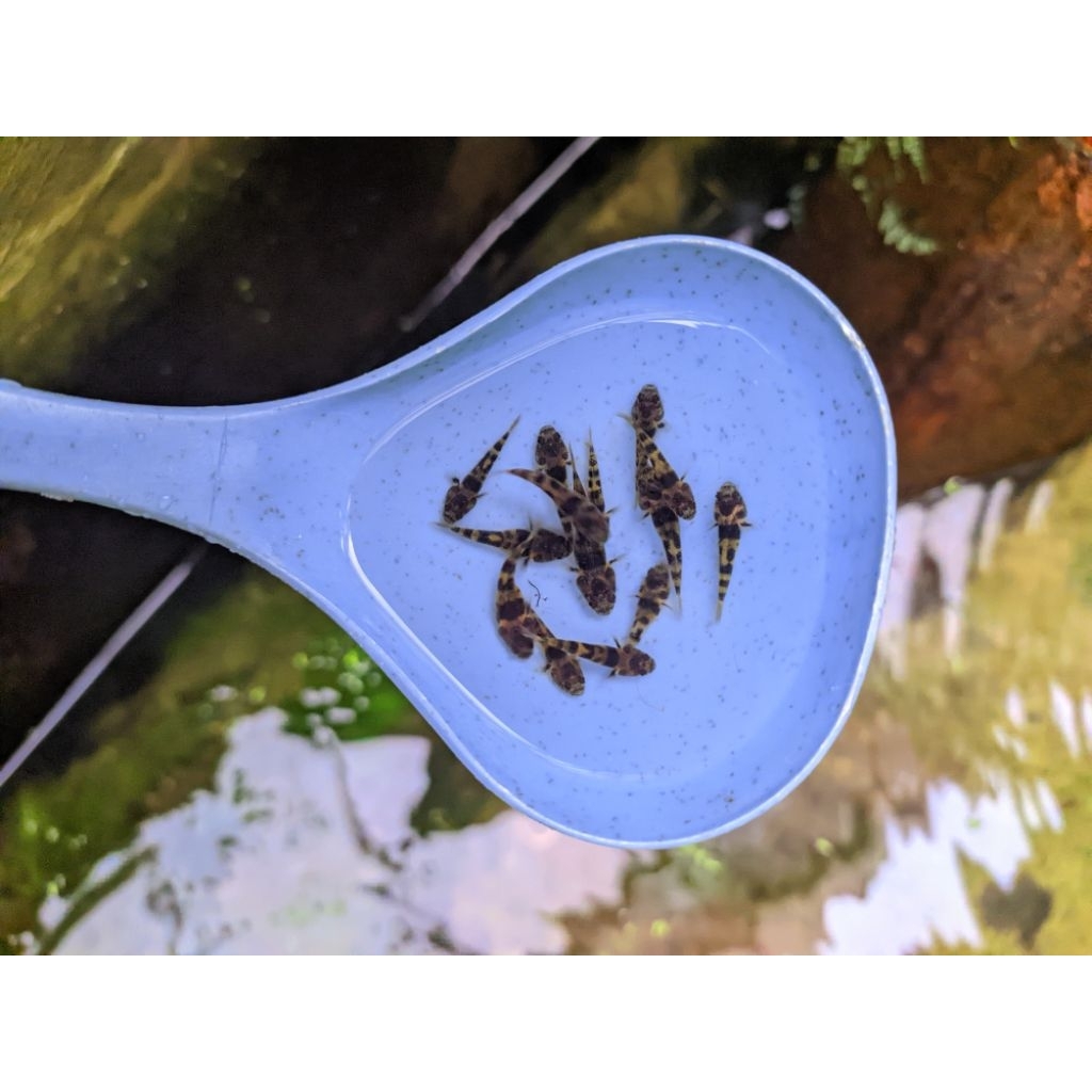 goby bumblebee hiasan aquarium aquascape