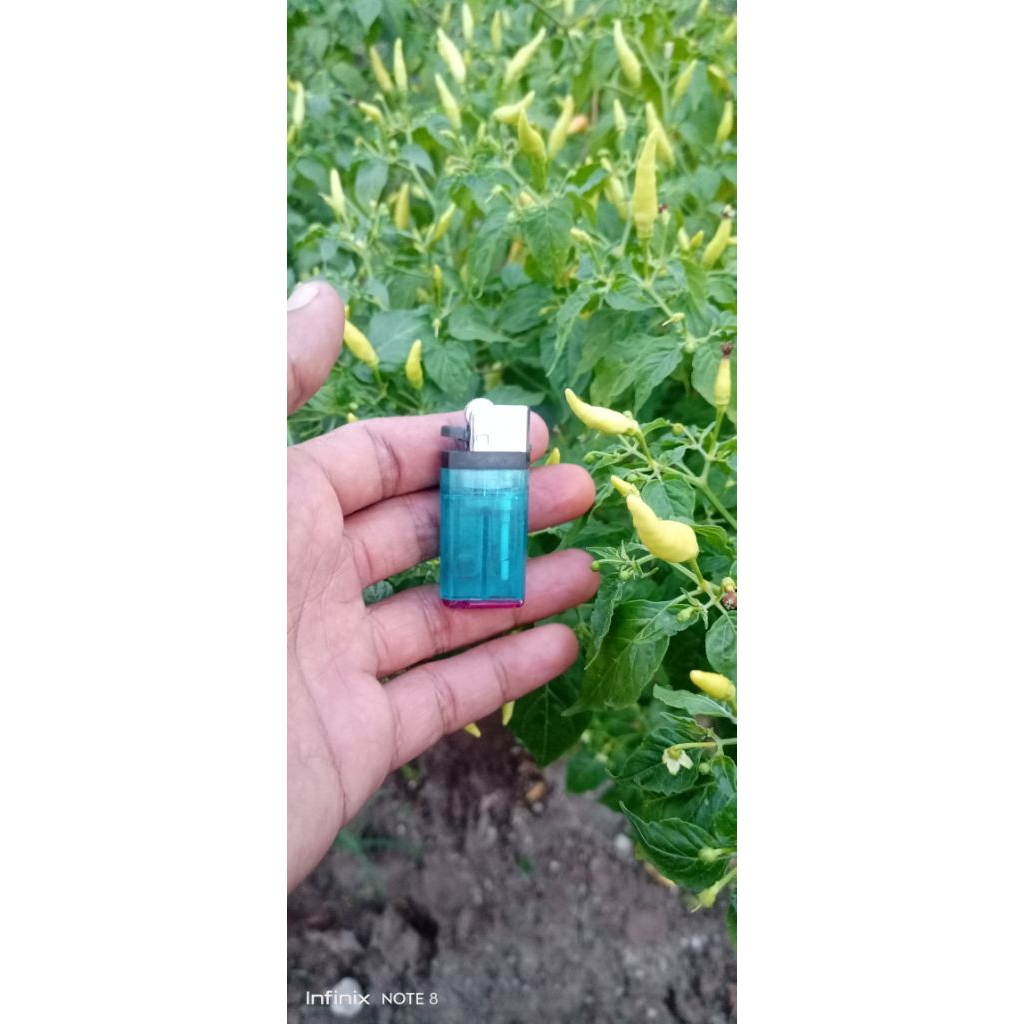 korek api gas korek kecil korek unik korek anti curanrek