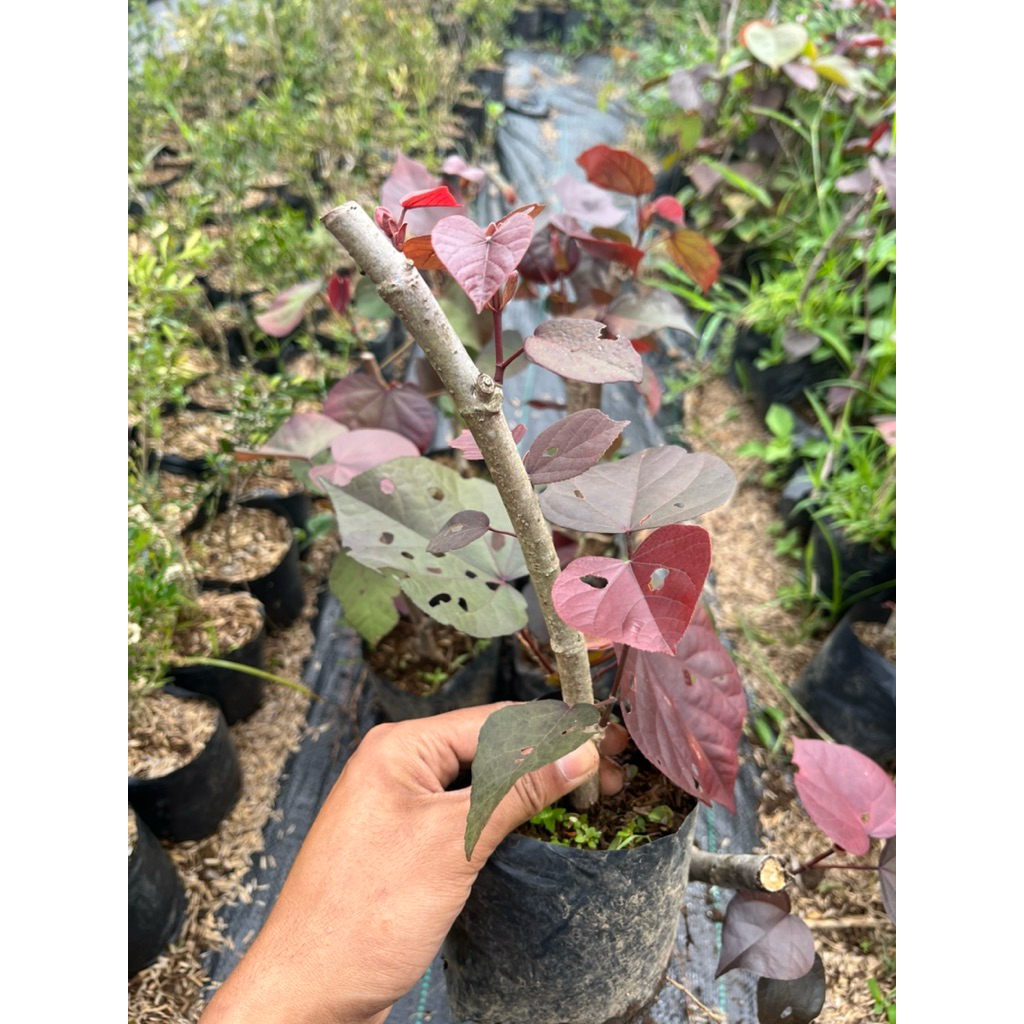 BAHAN BONSAI WARU MERAH SUPER RED