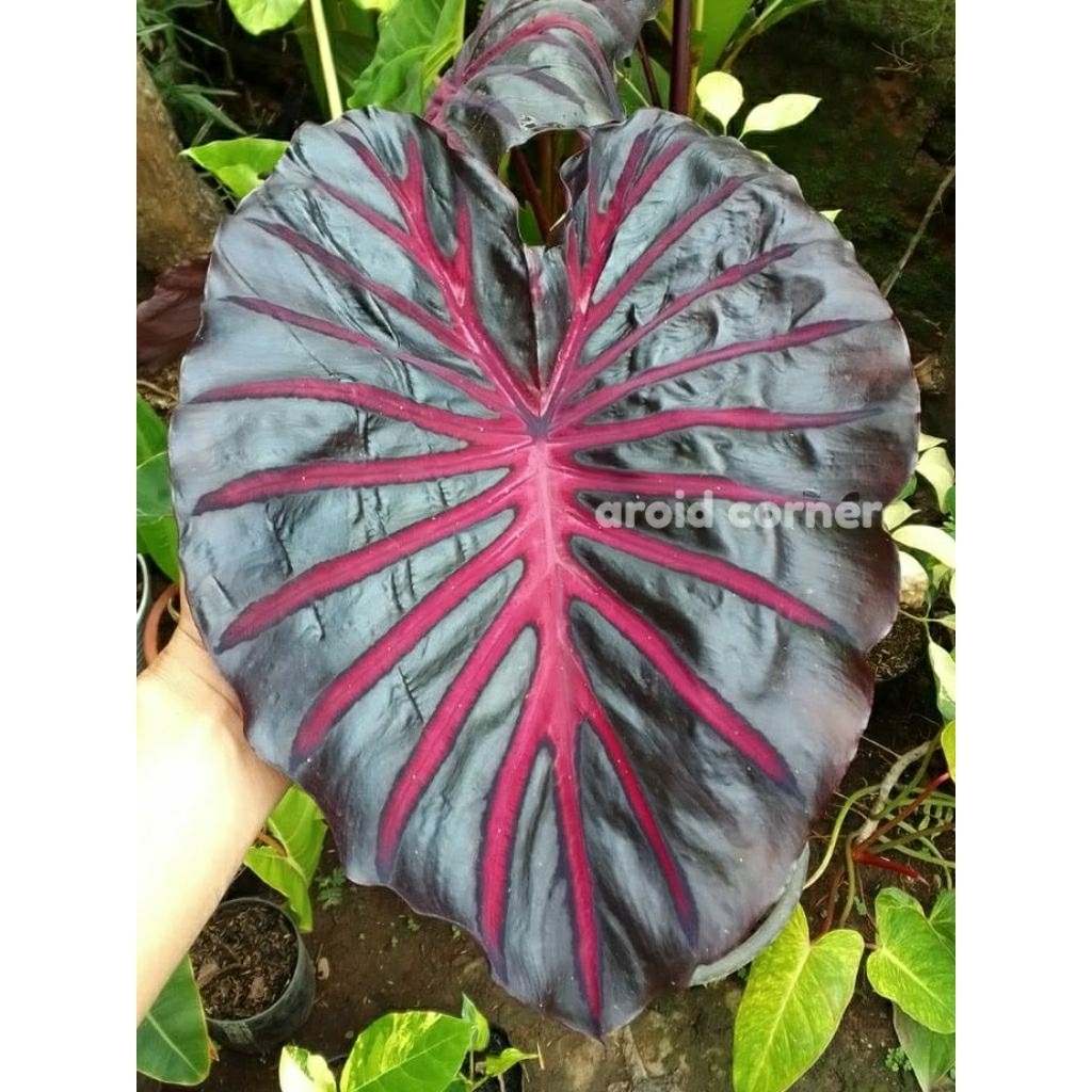 Colocasia The King Original Size Remaja