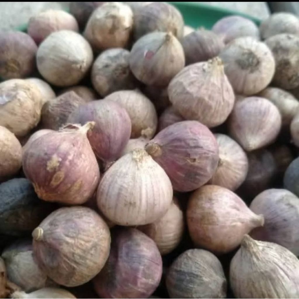 bawang tunggal/bawang lanang/bawang putih tunggal