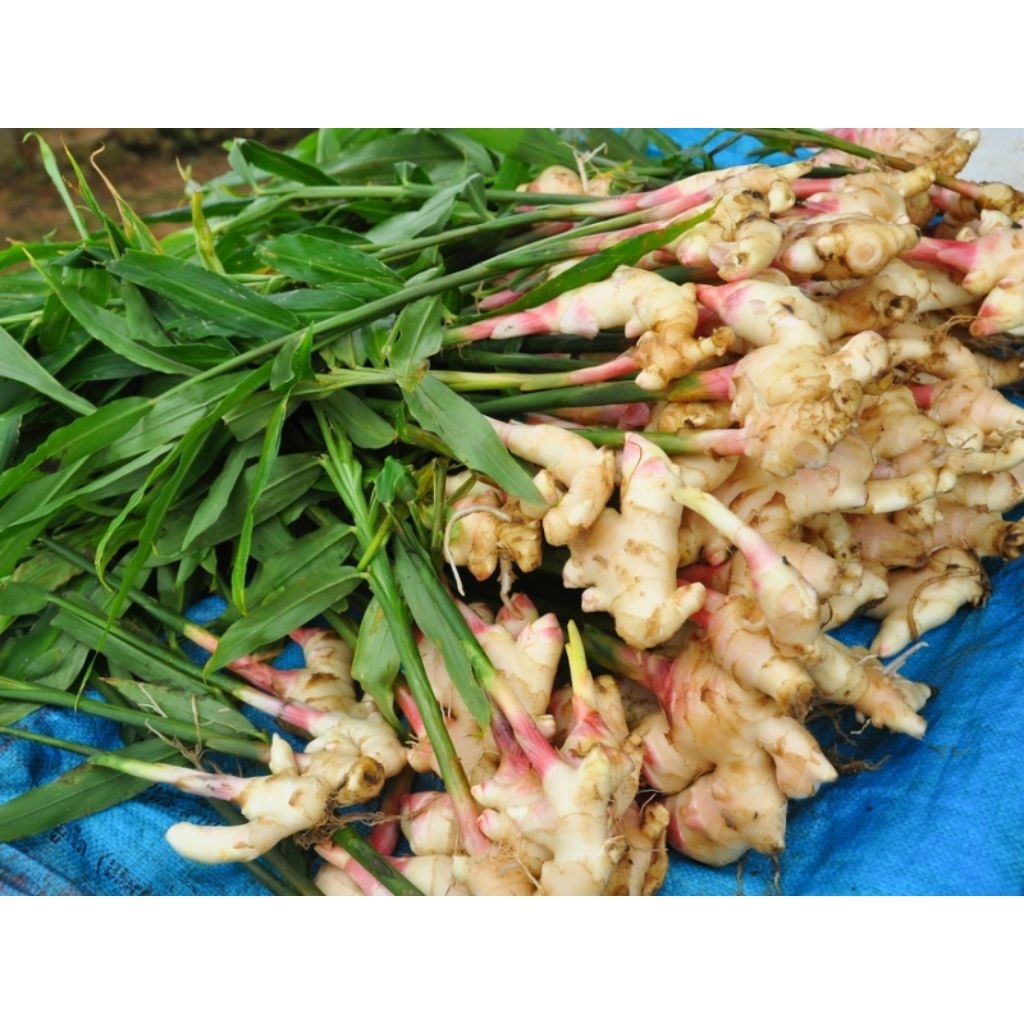 jahe gajah jahe putih jahe muda segar 500gram