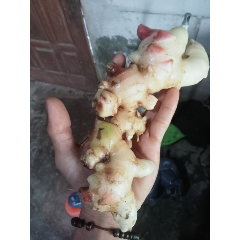 jahe gajah muda segar 500 gram - 1kg