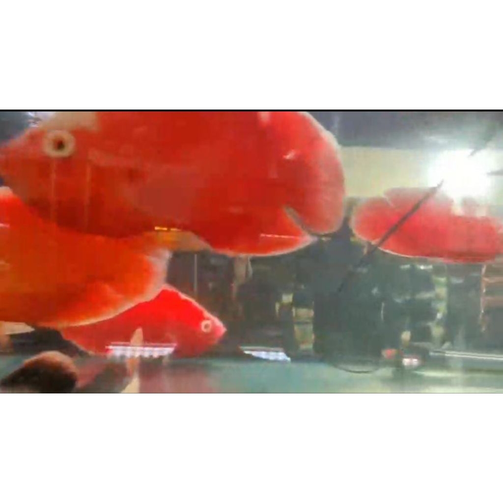 Ikan Oscar Red 25cm