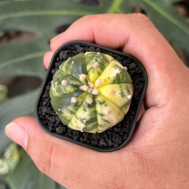 Kaktus Astrophytum Variegata selected pattern