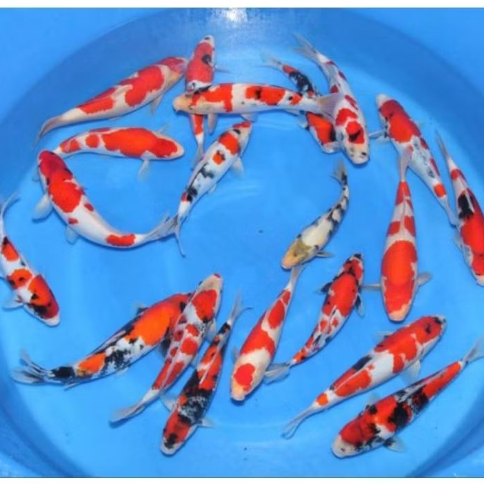 promo pakan/bibit ikan koi blitar size 7-8cm paket 5 ekor