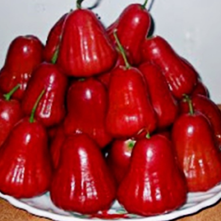 Bibit Jambu Air Kesuma Merah