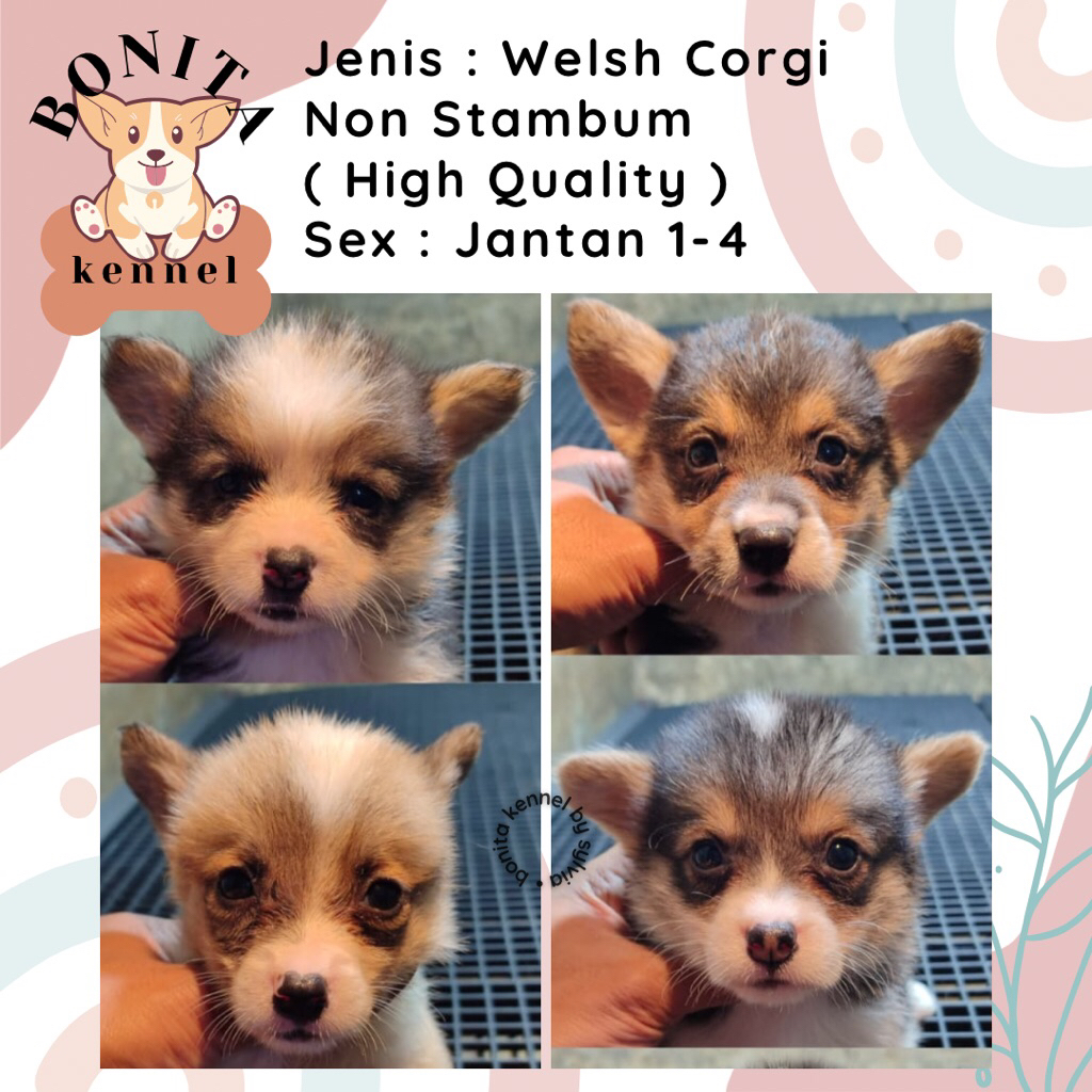 Welsh Corgi Non Stambum Jantan Betina Anjing Corgi Tricolor Sable