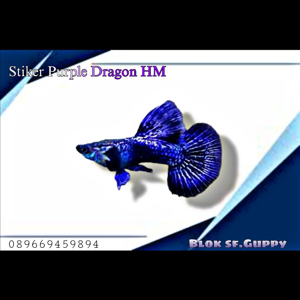 STIKER IKAN GUPPY PURPLE DRAGON