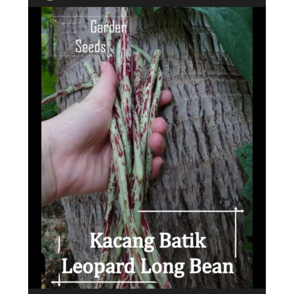 BIJI KACANG BATIK , BIBIT KACANG BATIK , KACANG PANJANG BATIK