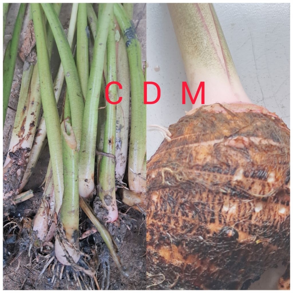 Bibit Talas Pratama talas bogor 15 bibit Cepat, Umbi Jumbo, 100% Asli