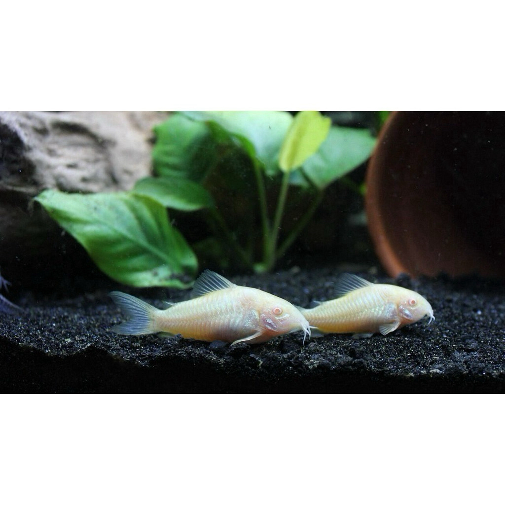 Corydoras Albino 3-4cm / sapu sapu corydoras 3-4cm / corydoras panda