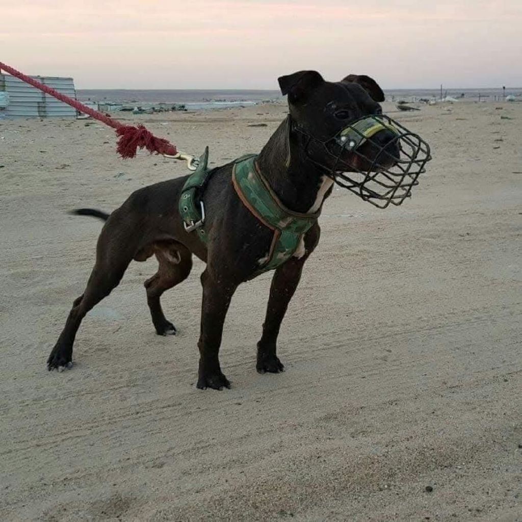 HARNESS BIG UNTUK PITBULL DAN ANJING BESAR