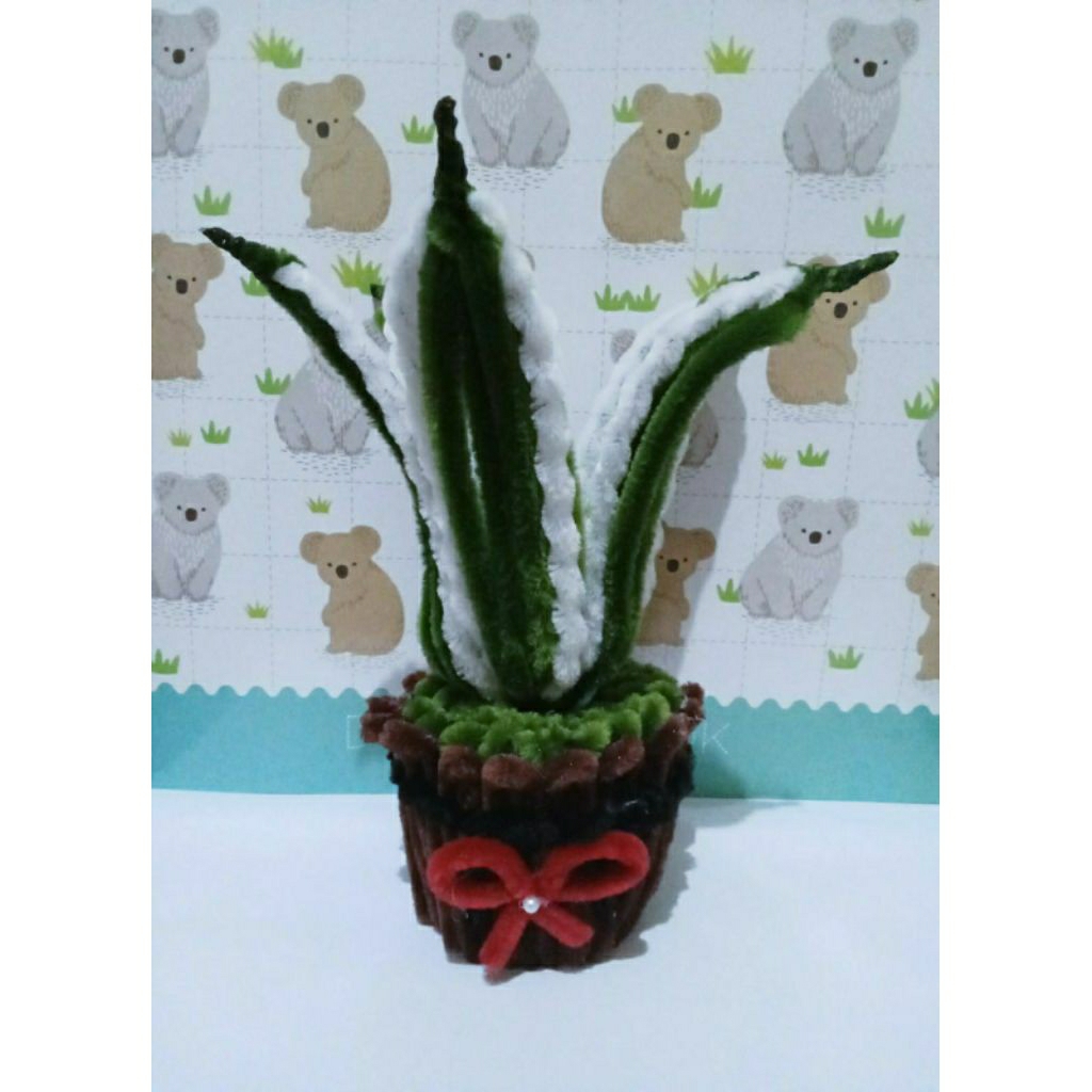 pot mini lidah mertua kawat bulu