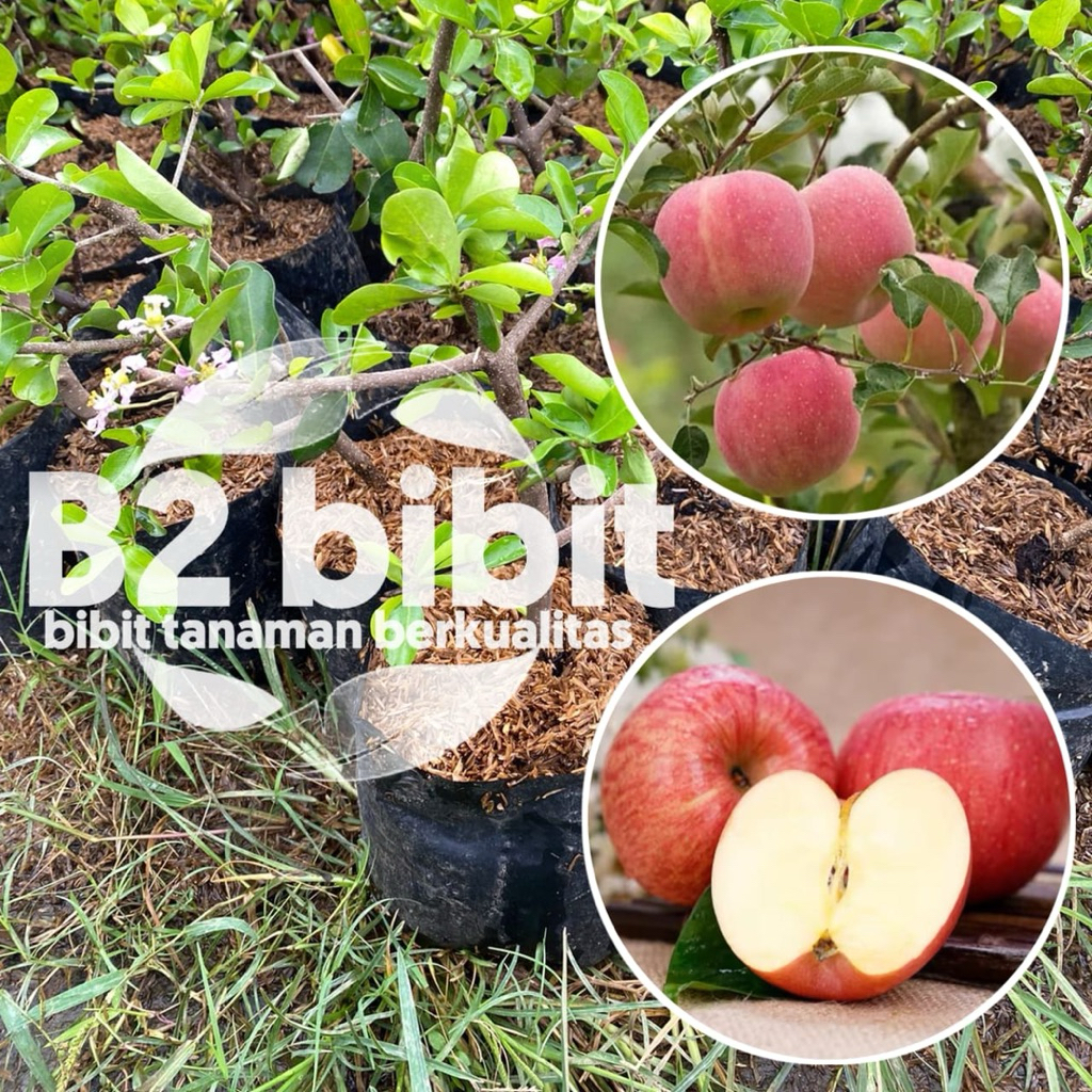 Bibit apel ( fuji ) sudah hasil okulasi cepat berbuah berkualitas berkualitas tinggi